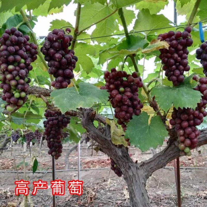 红宝石高产葡萄苗