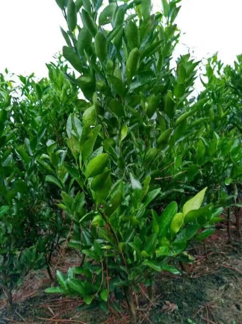 正宗永春芦柑苗