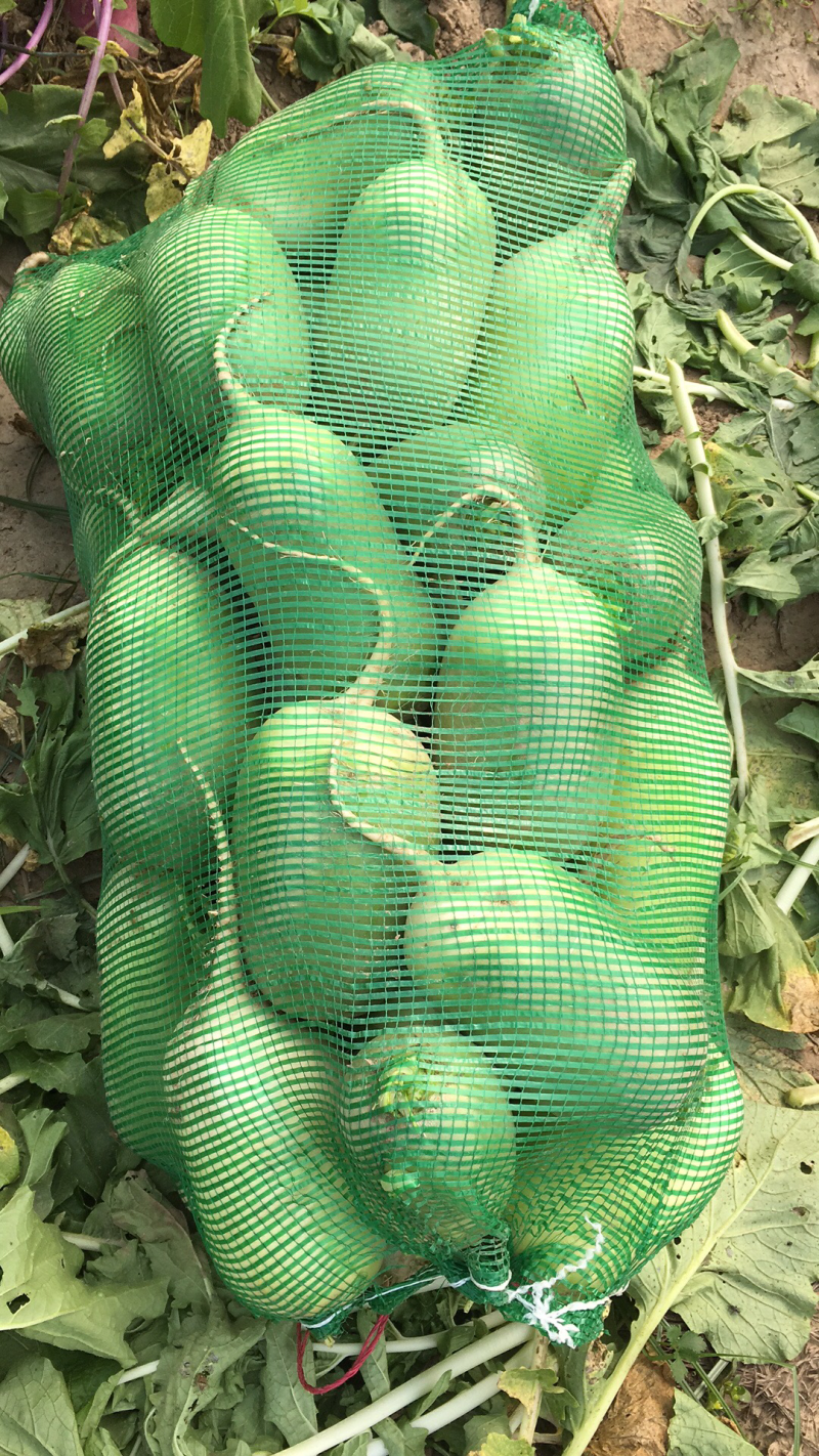 萝卜