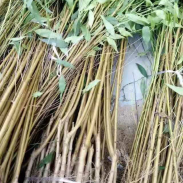 水蜜桃苗