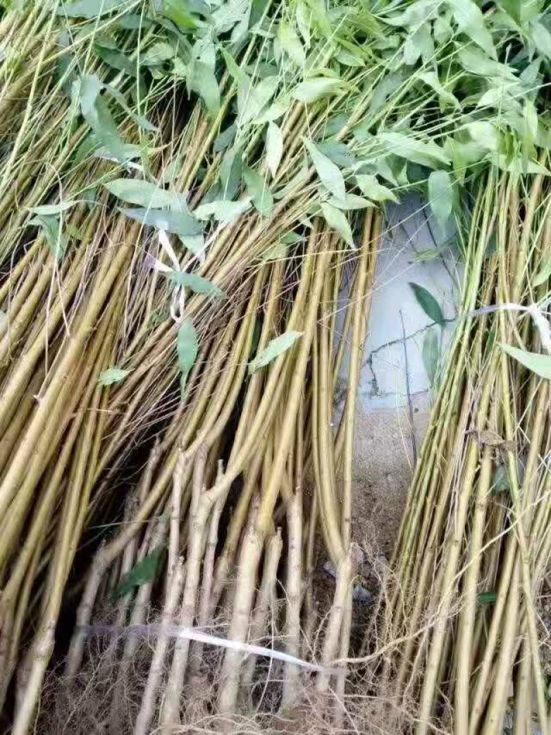 水蜜桃苗