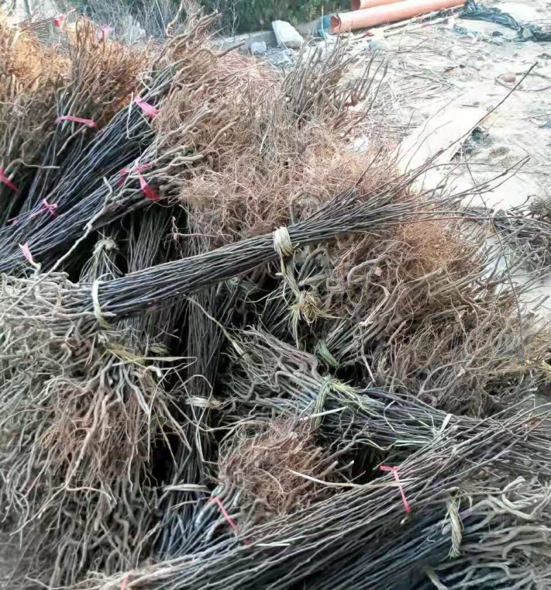 水蜜桃苗