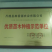 大量出售正宗藤椒奶苗营养杯苗。嫁接营养杯苗