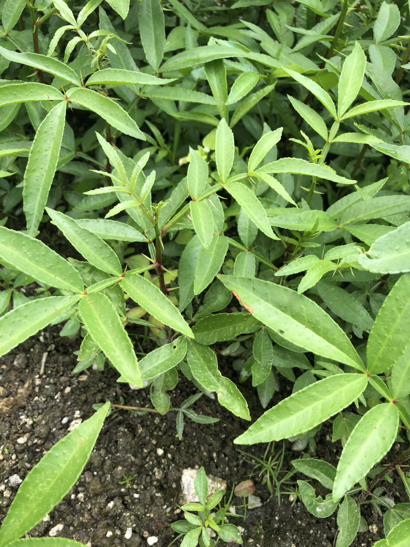 大量出售正宗藤椒奶苗营养杯苗。嫁接营养杯苗