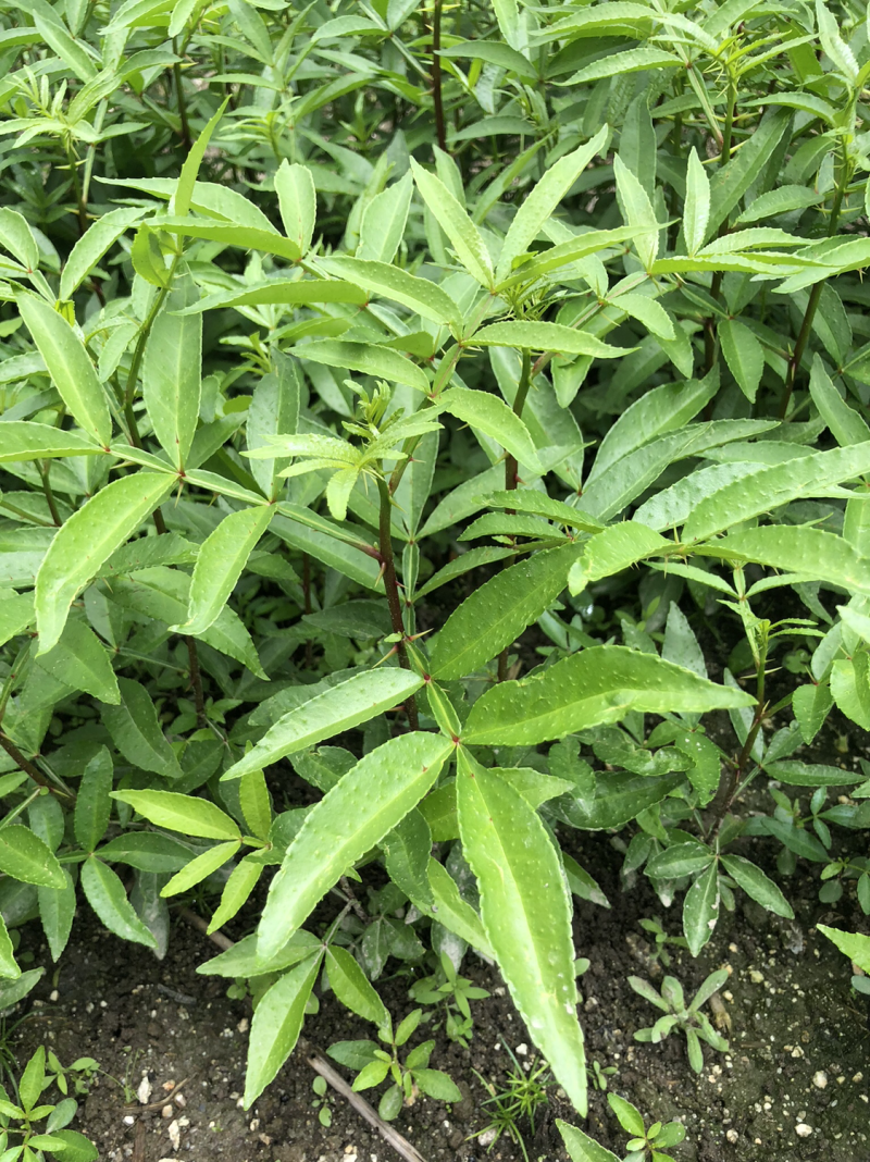 大量出售正宗藤椒奶苗营养杯苗。嫁接营养杯苗