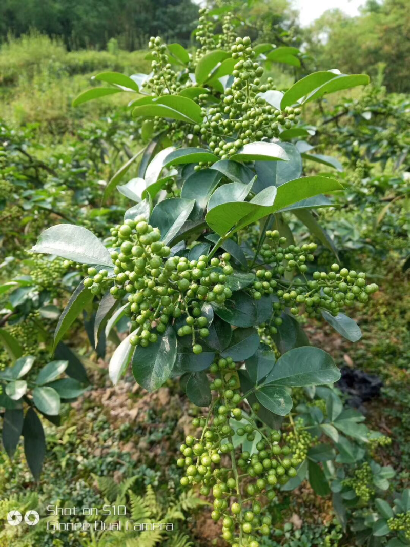 大量出售正宗藤椒奶苗营养杯苗。嫁接营养杯苗