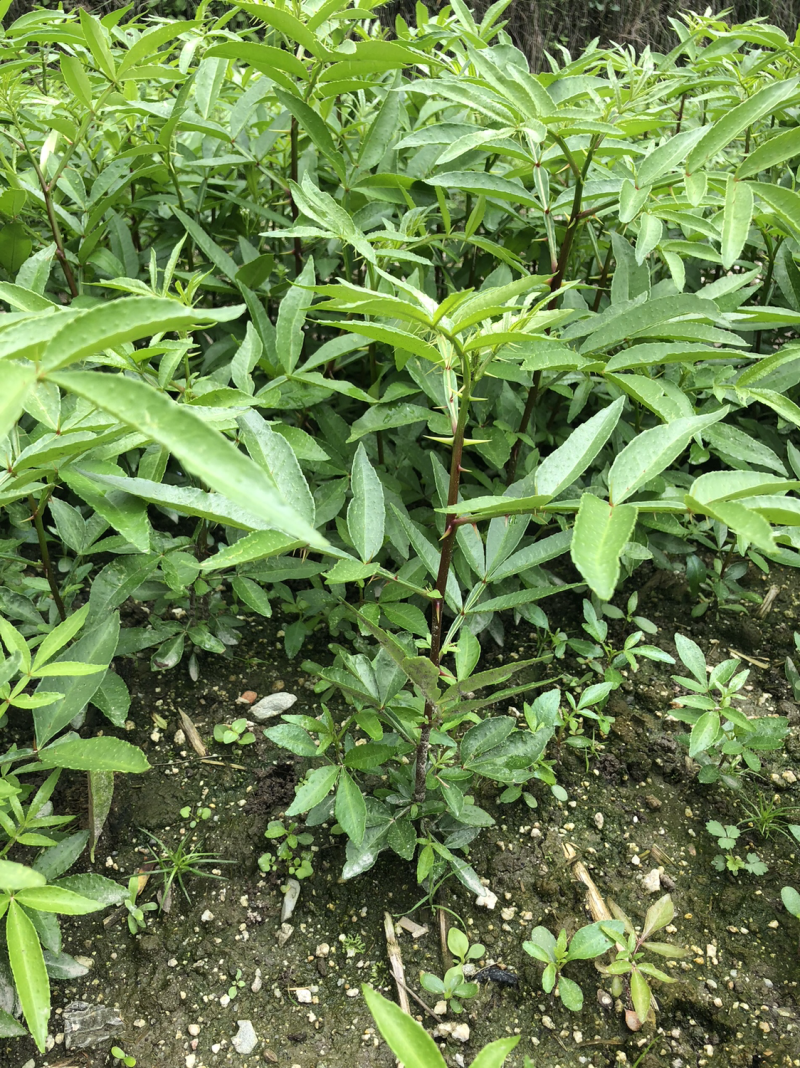 大量出售正宗藤椒奶苗营养杯苗。嫁接营养杯苗