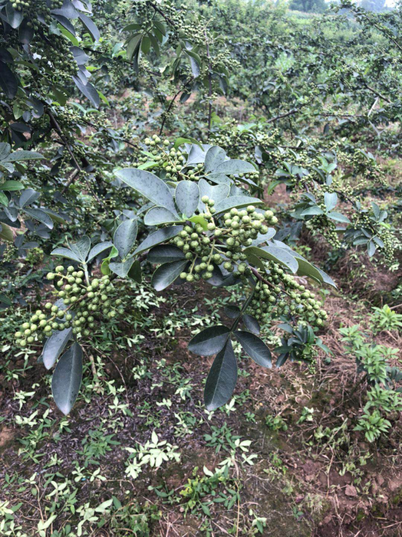大量出售正宗藤椒奶苗营养杯苗。嫁接营养杯苗