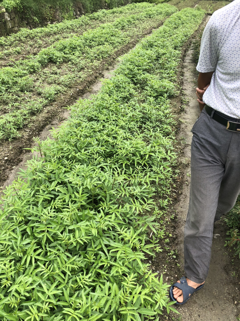 大量出售正宗藤椒奶苗营养杯苗。嫁接营养杯苗