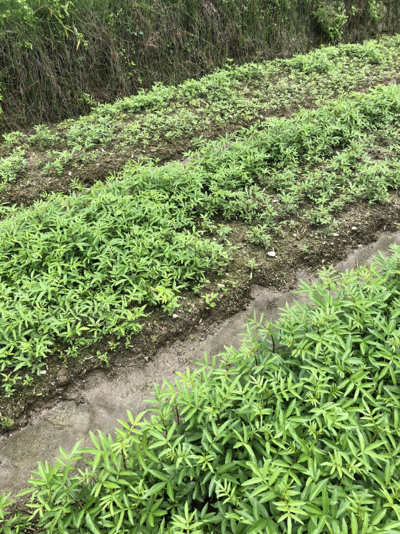 大量出售正宗藤椒奶苗营养杯苗。嫁接营养杯苗