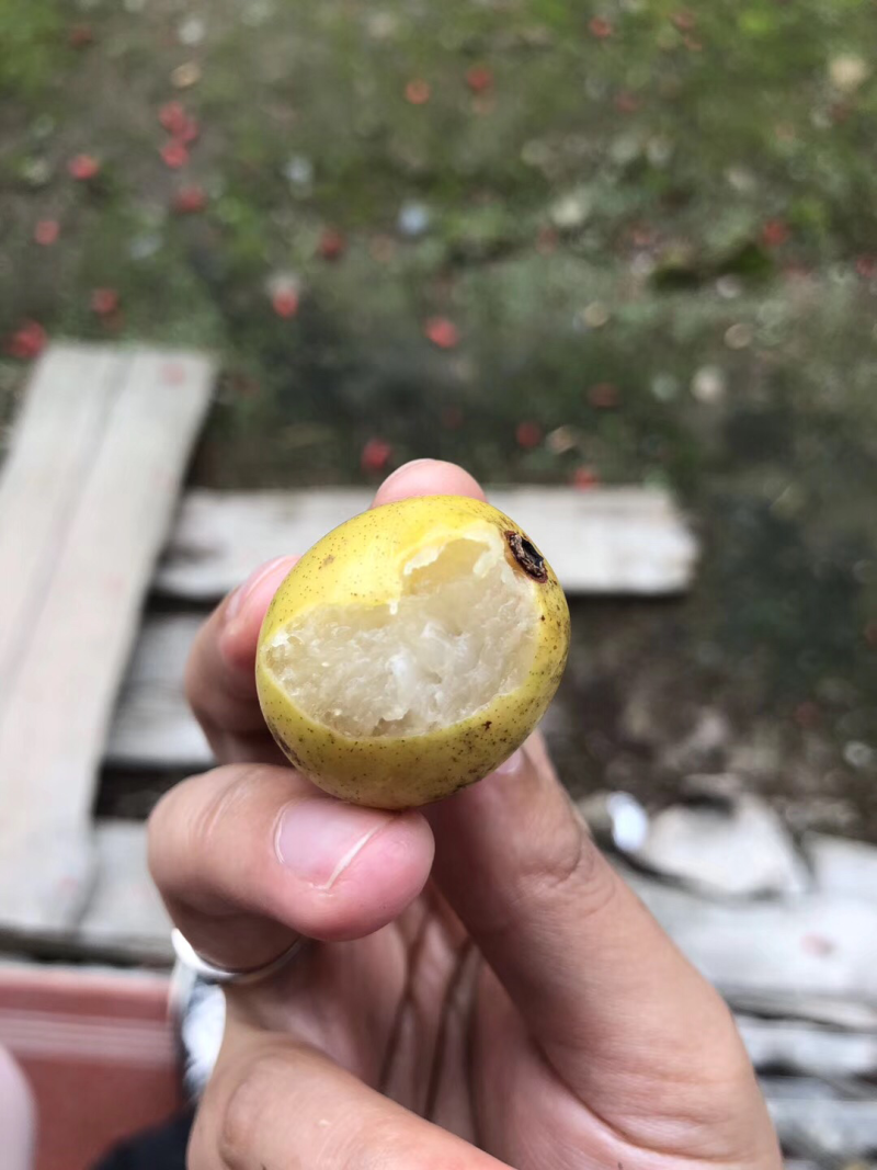 野生酸枣糕