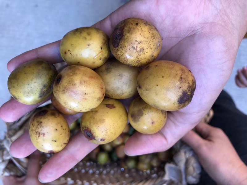 野生酸枣糕