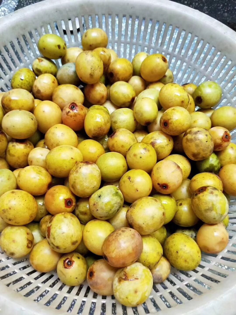 野生酸枣糕