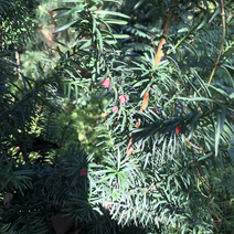 曼地亚红豆杉12年生长高度1..7米至2.5米