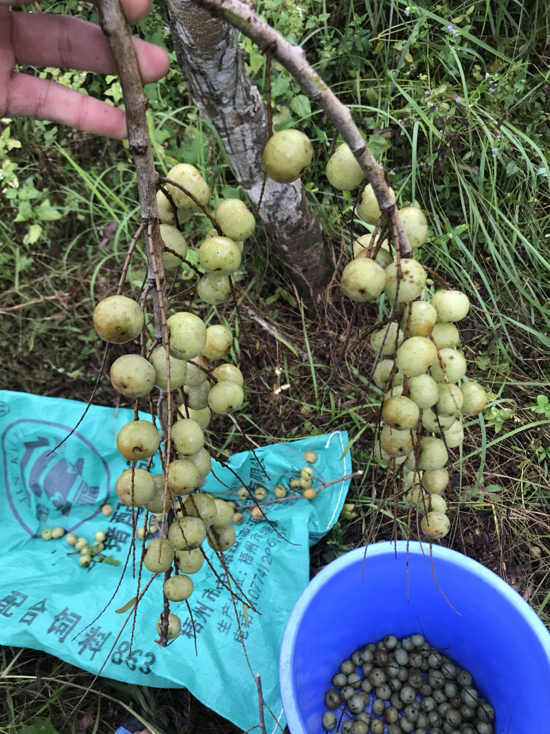 新鲜牛甘子，牛甘果