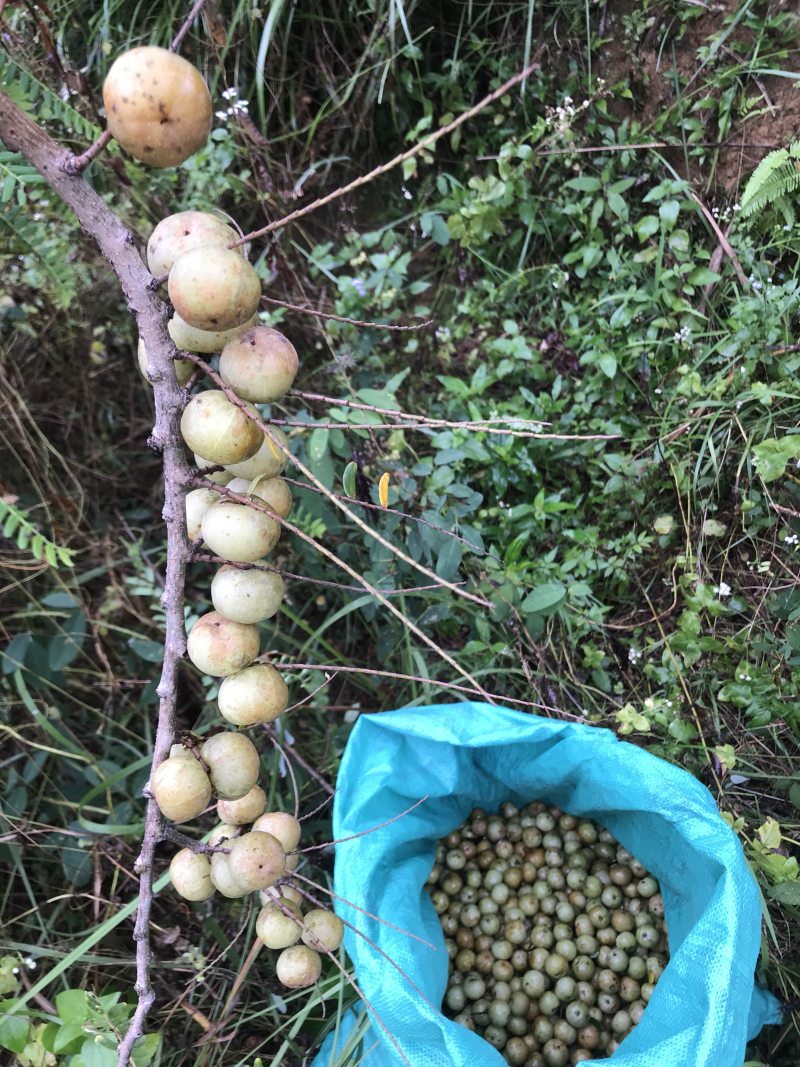 新鲜牛甘子，牛甘果
