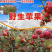 大凉山丑苹果盐源苹果