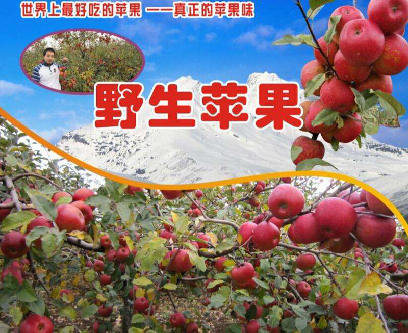 大凉山丑苹果盐源苹果