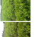 永春芦柑苗两年生移植苗