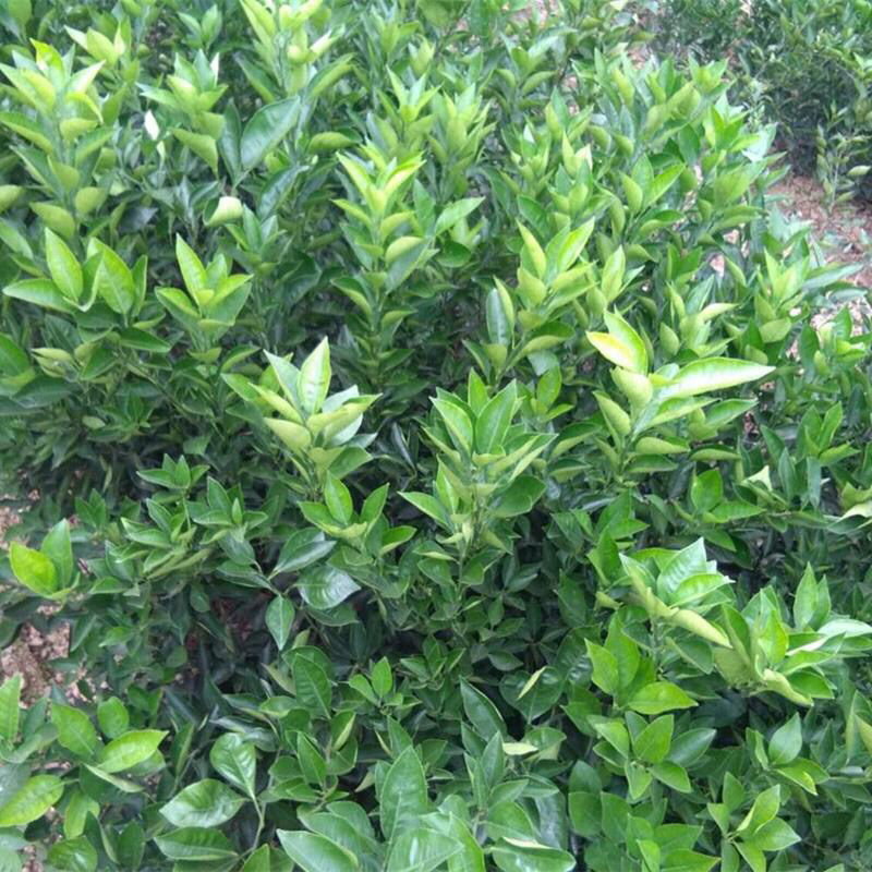 永春芦柑苗两年生移植苗