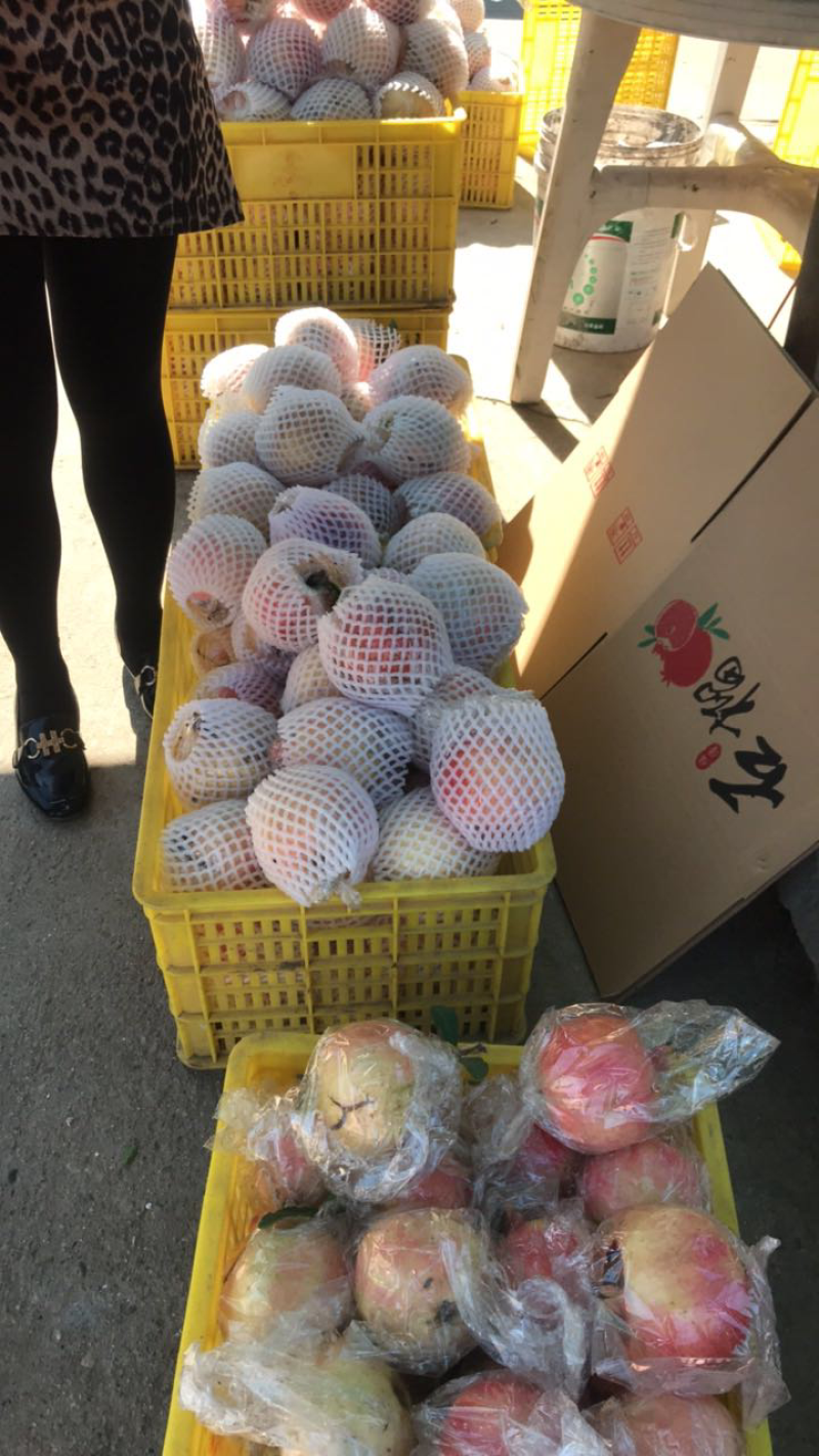 《临潼石榴》