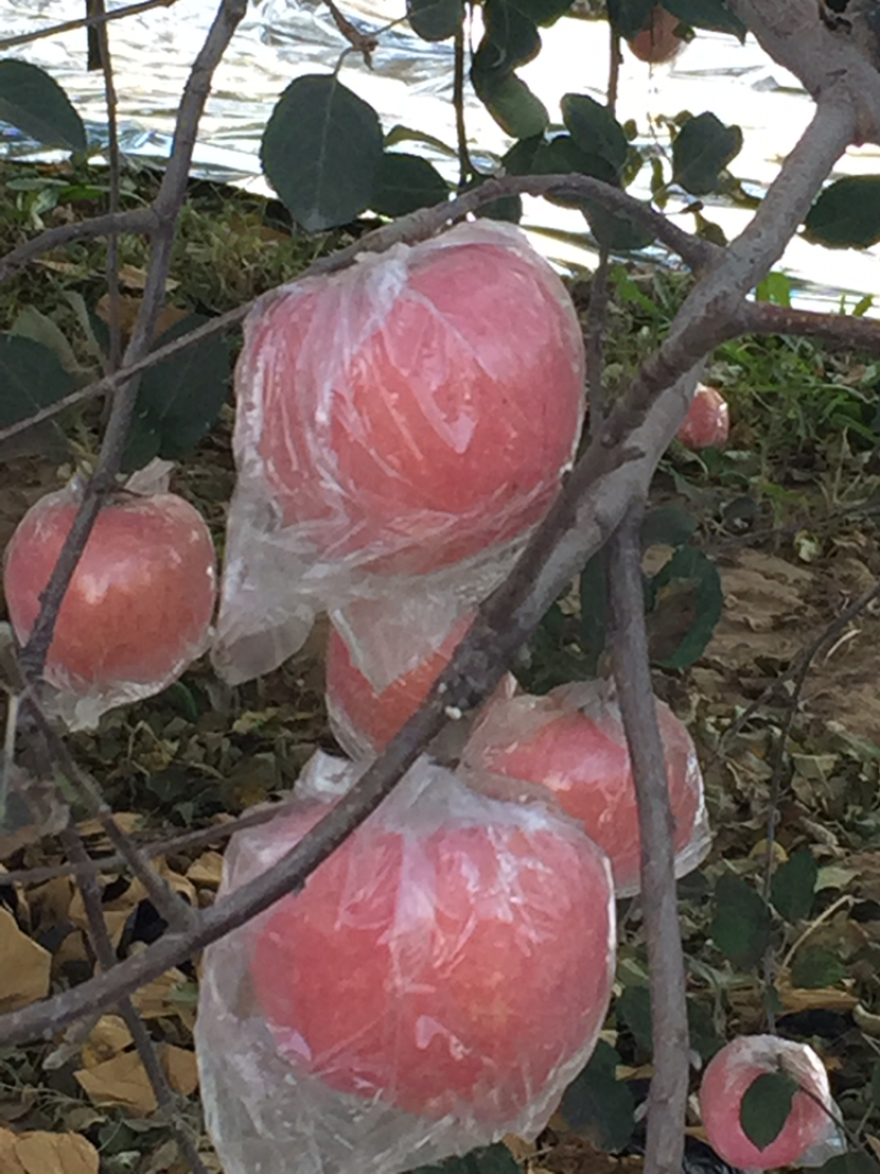 黄土高坡水晶红富士苹果大量上市
