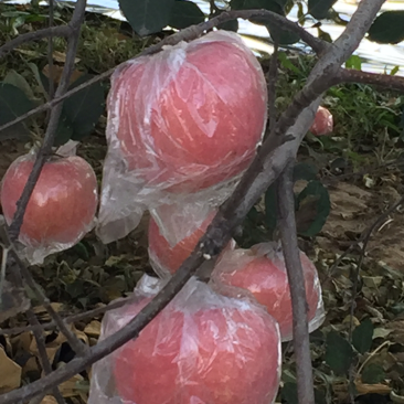 黄土高坡水晶红富士苹果大量上市