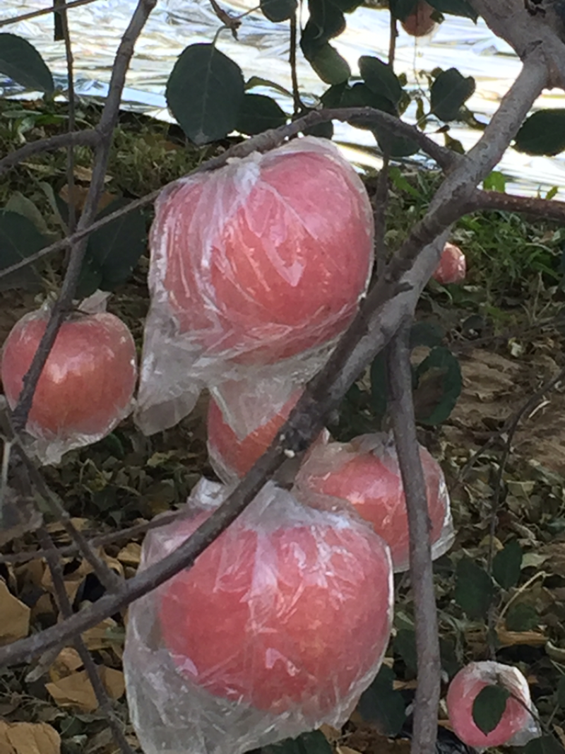 黄土高坡水晶红富士苹果大量上市