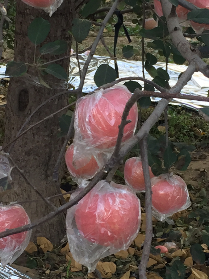 黄土高坡水晶红富士苹果大量上市