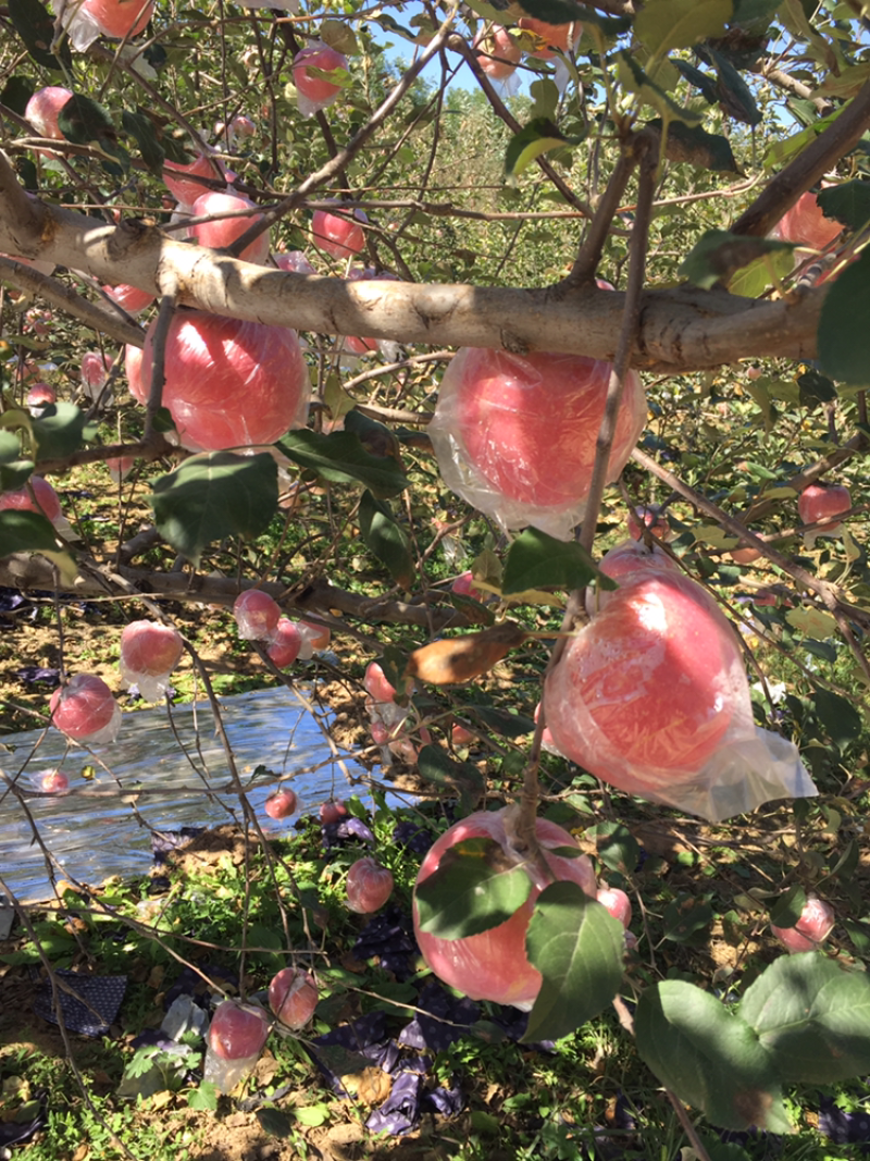 黄土高坡水晶红富士苹果大量上市
