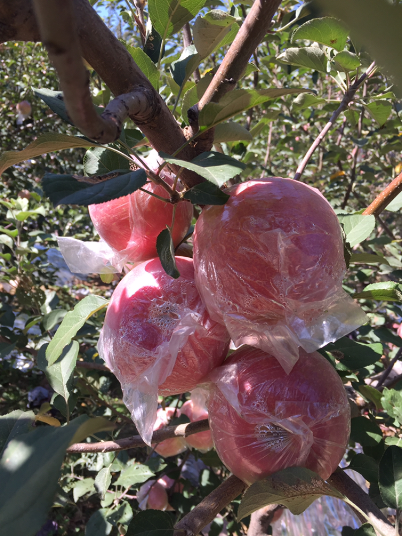 黄土高坡水晶红富士苹果大量上市