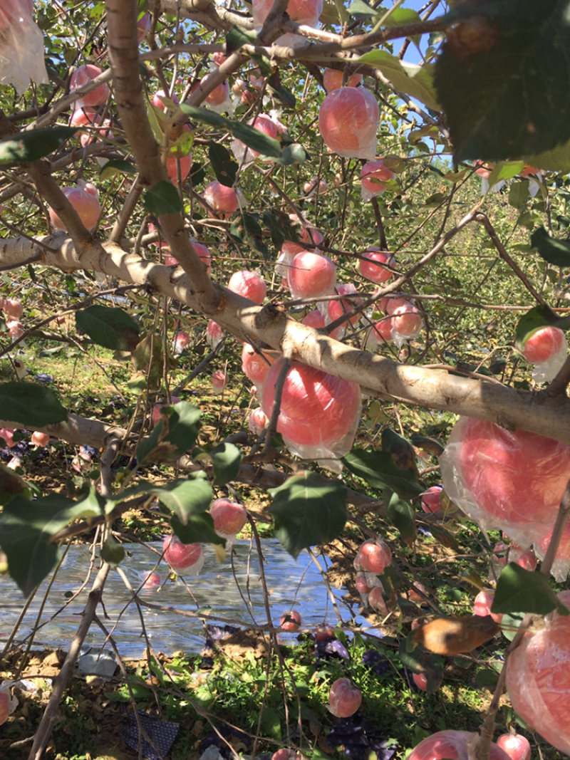 黄土高坡水晶红富士苹果大量上市