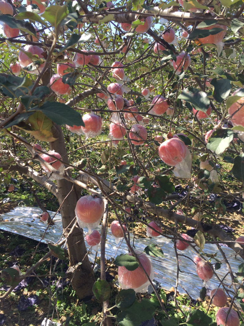 黄土高坡水晶红富士苹果大量上市