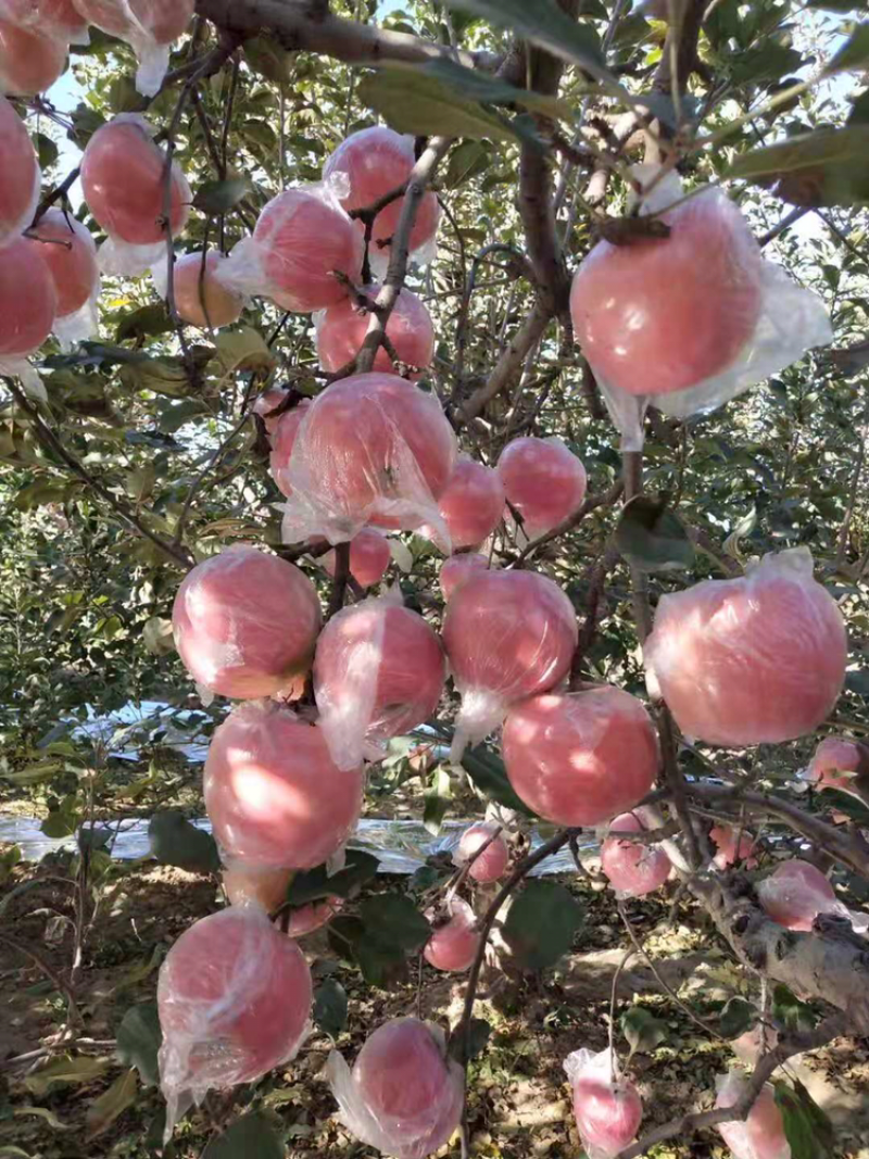黄土高坡水晶红富士苹果大量上市