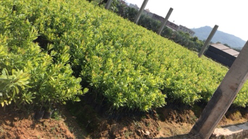 杨梅苗东魁杨梅苗