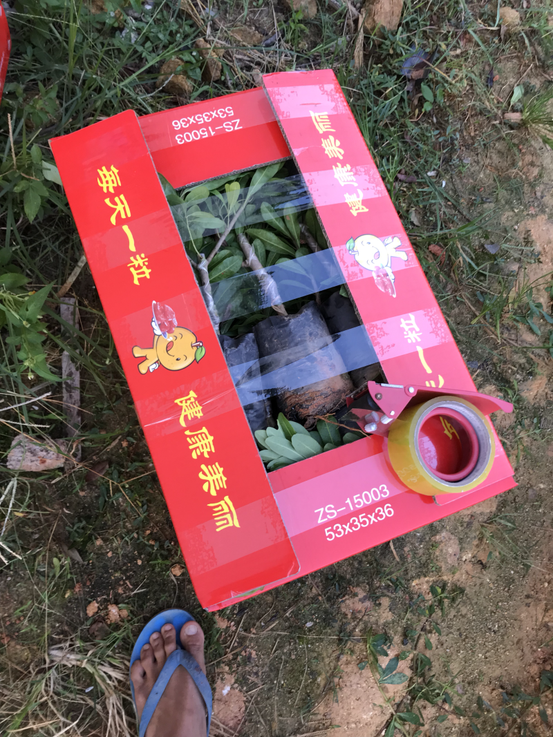 杨梅苗东魁杨梅苗