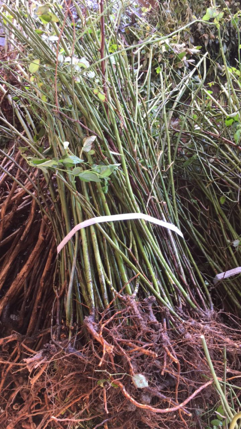 蔷薇蔷薇花野蔷薇爬墙梅