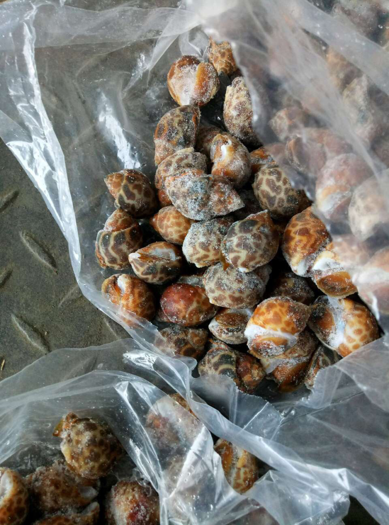 印度花螺
