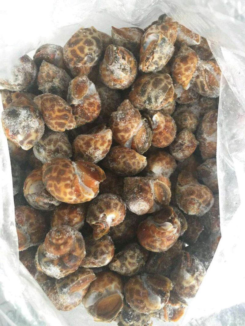 印度花螺