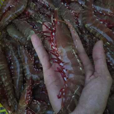 红脚虾鬼虾