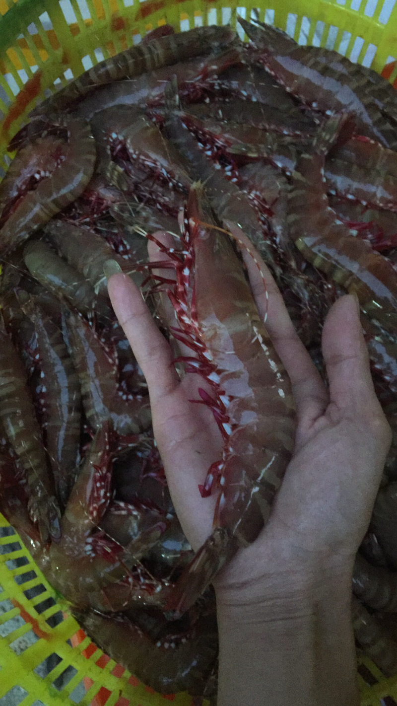 红脚虾鬼虾