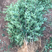 无刺花椒苗狮子头苗，大红袍花椒苗，高产，提供种植技术