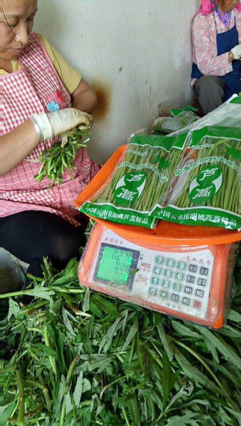 精品芦蒿供应