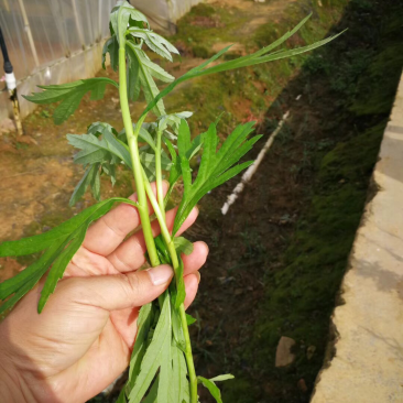精品芦蒿供应