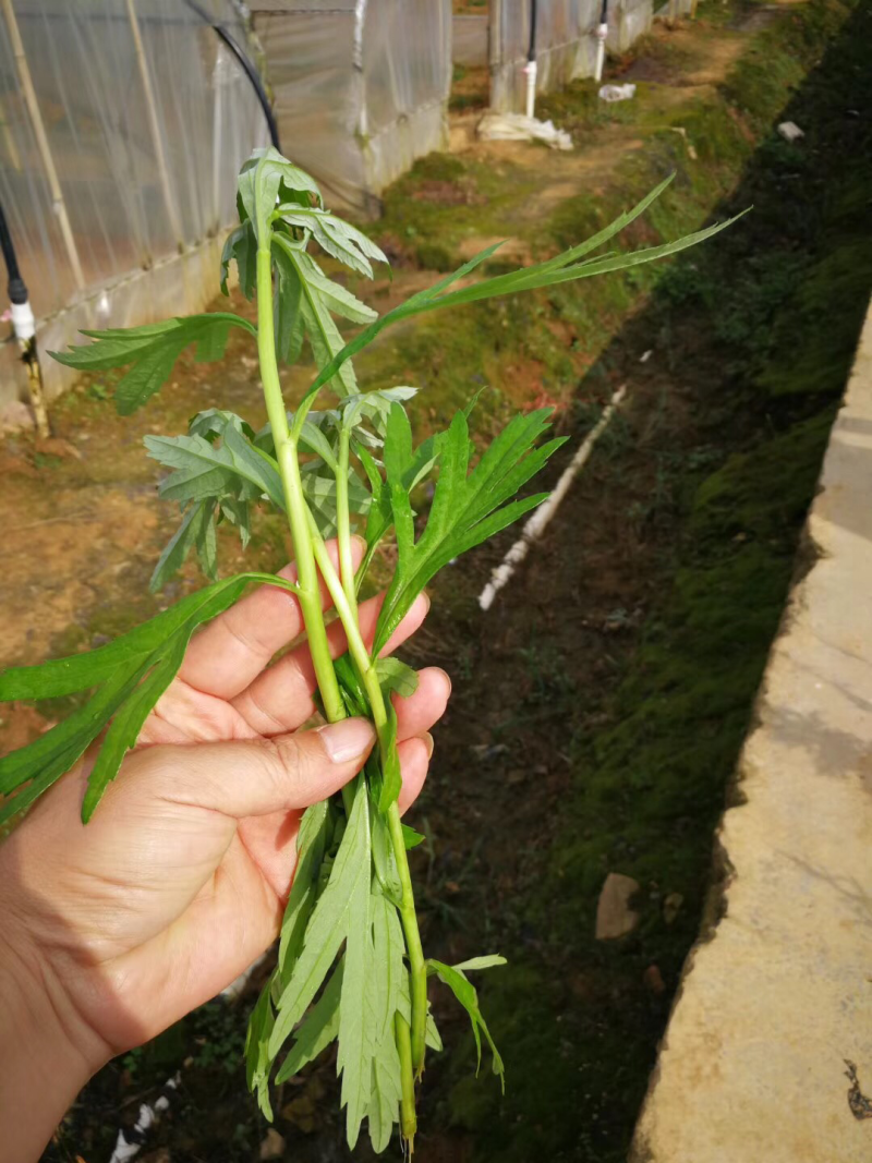 精品芦蒿供应