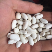 白芸豆架豆。可鲜卖。可卖成品。籽种。种植规模大