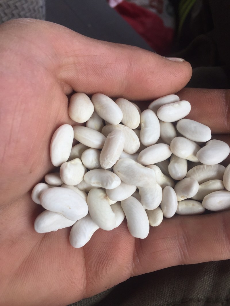 白芸豆架豆。可鲜卖。可卖成品。籽种。种植规模大