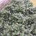 香茶花（烈香茶花、香妃茶花）盆栽花卉植物园林绿化苗木基地