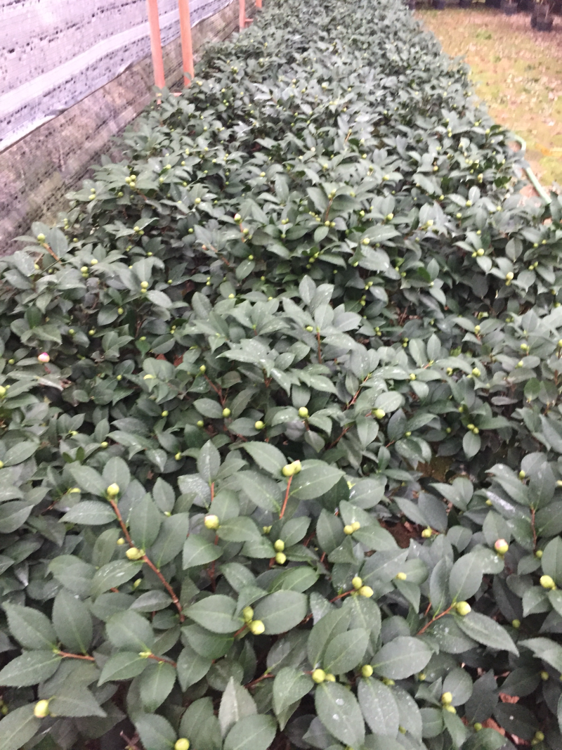 香茶花（烈香茶花、香妃茶花）盆栽花卉植物园林绿化苗木基地