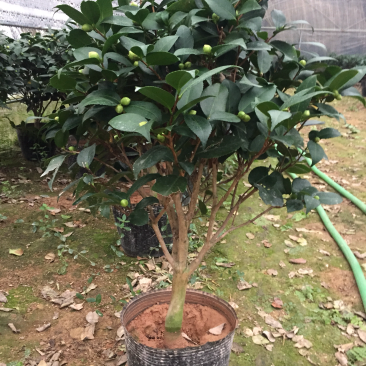 香茶花（烈香茶花、香妃茶花）盆栽花卉植物园林绿化苗木基地